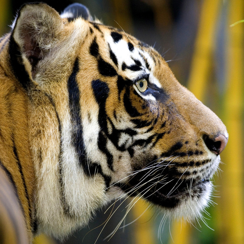 Полосатая морда