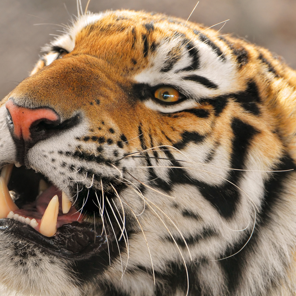 Амурский тигр