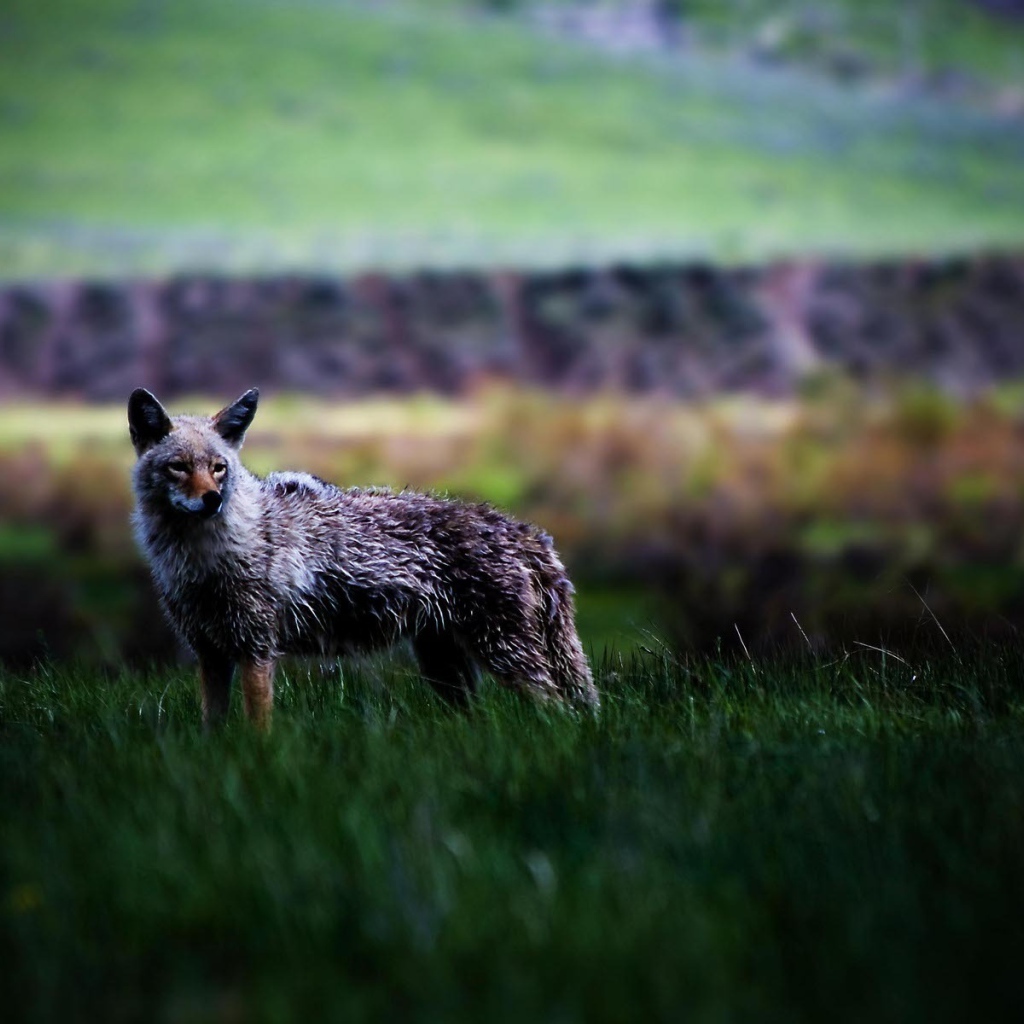 Койот в степи