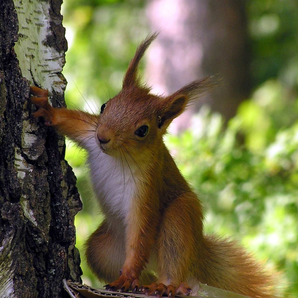 Любопытная белка