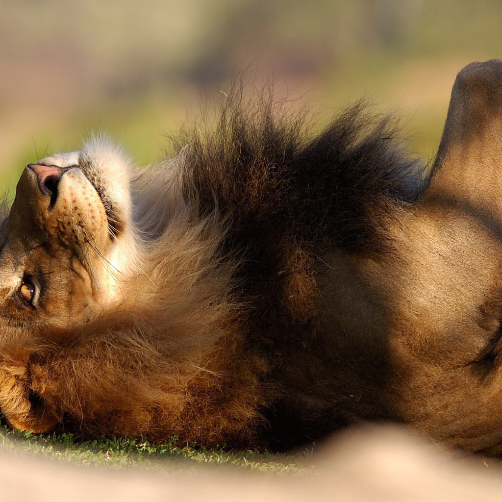 Расслабленный лев