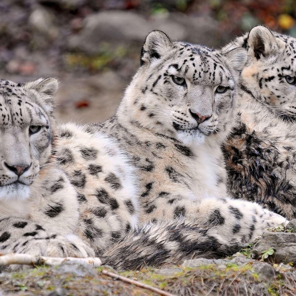 Три снежных барса