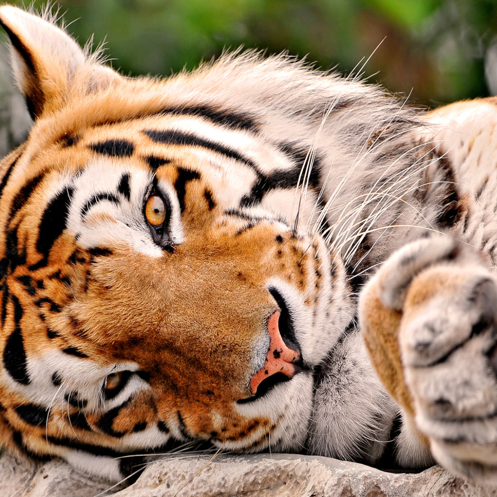 Тигриная мордашка