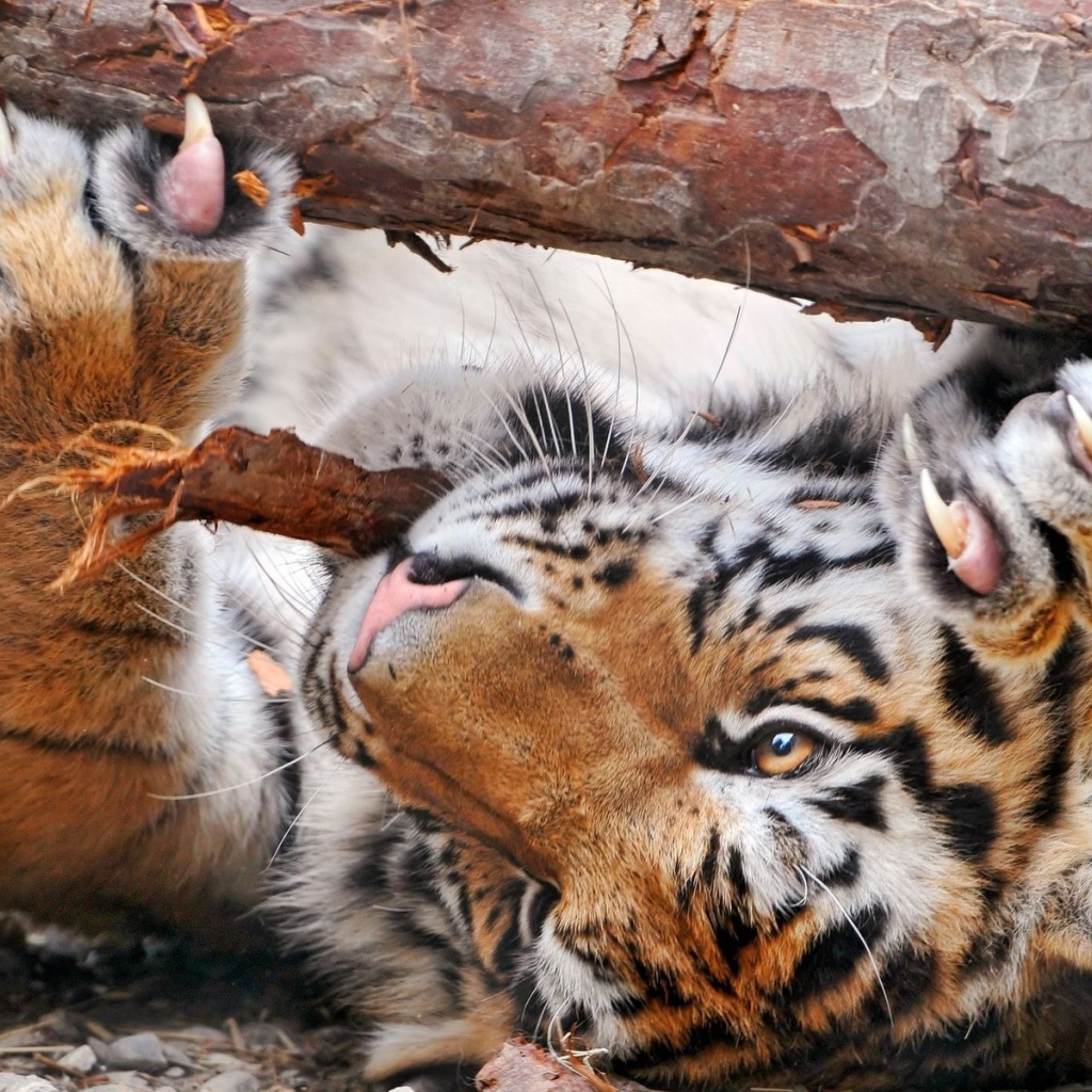 Тигр и бревно