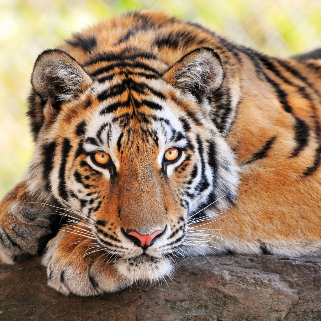 Тигриный взгляд