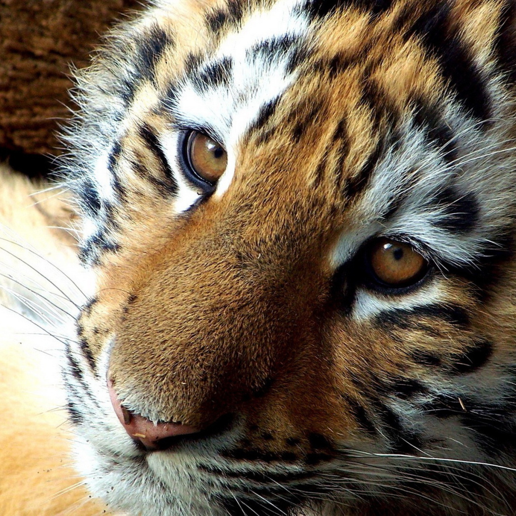 мордашка Тигренка