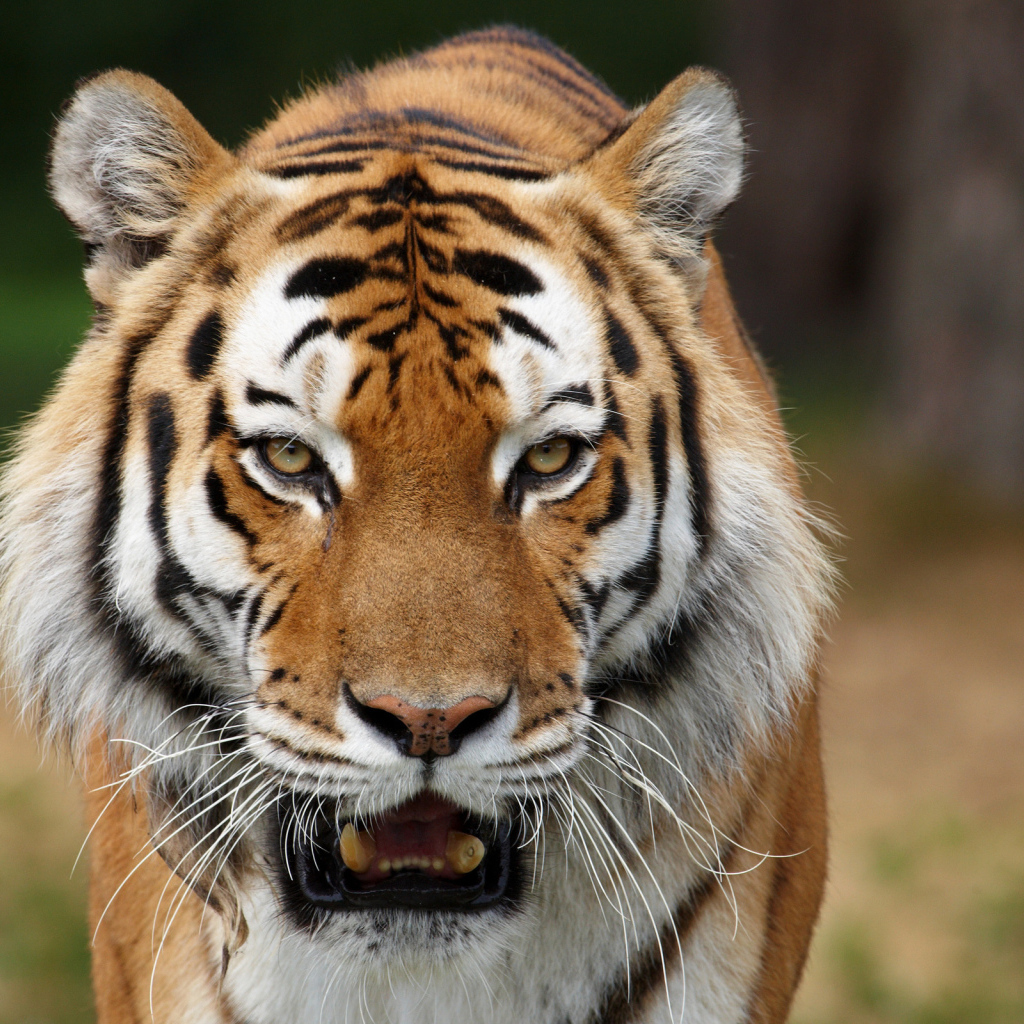 Тигриные клыки