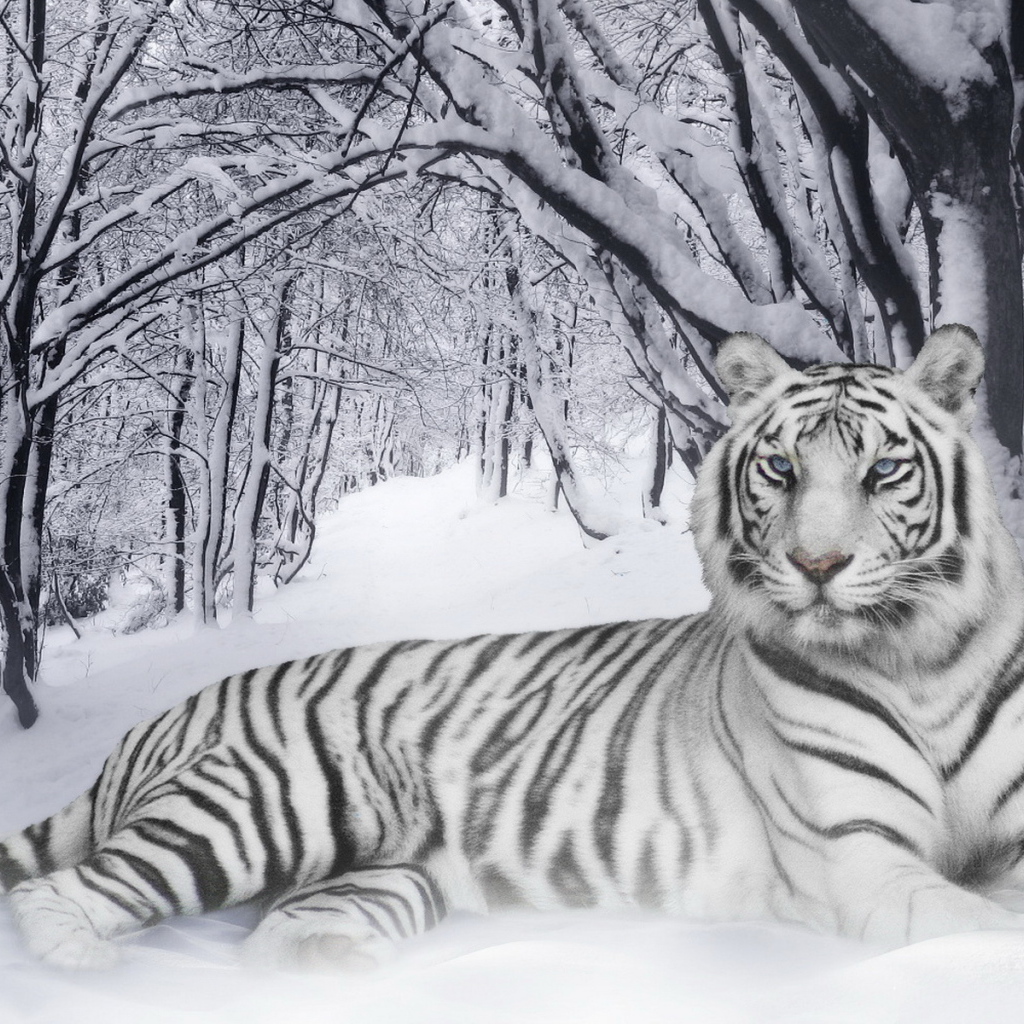 Тигр в лесу