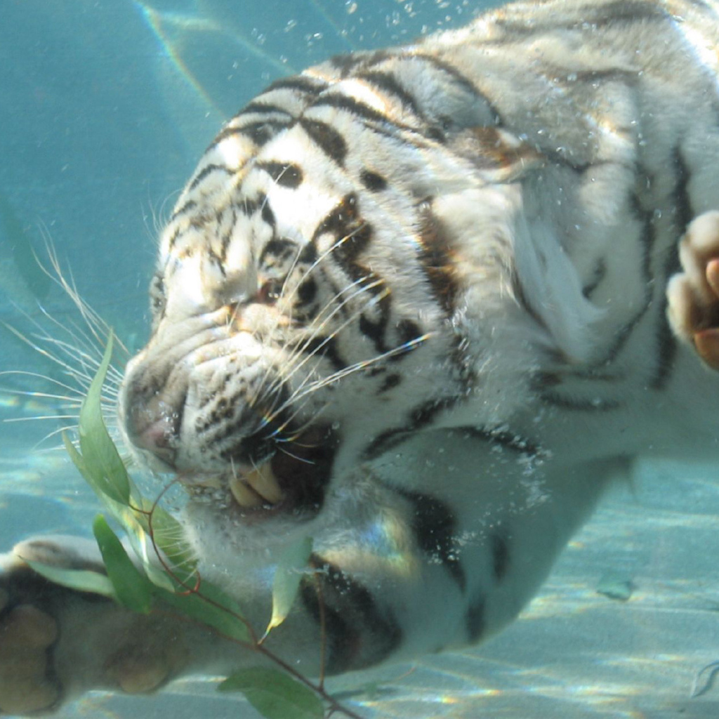 Тигр под водой