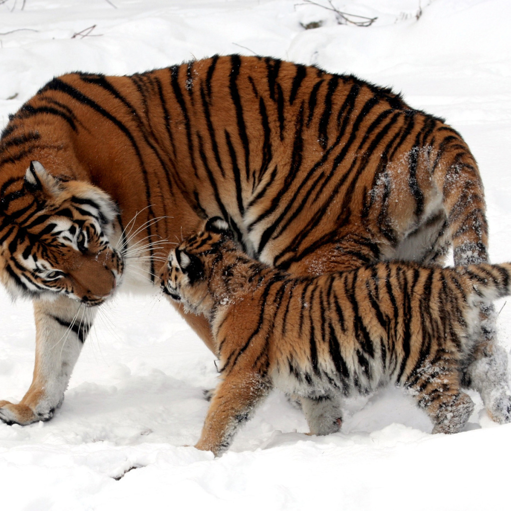 Тигрица и котенок