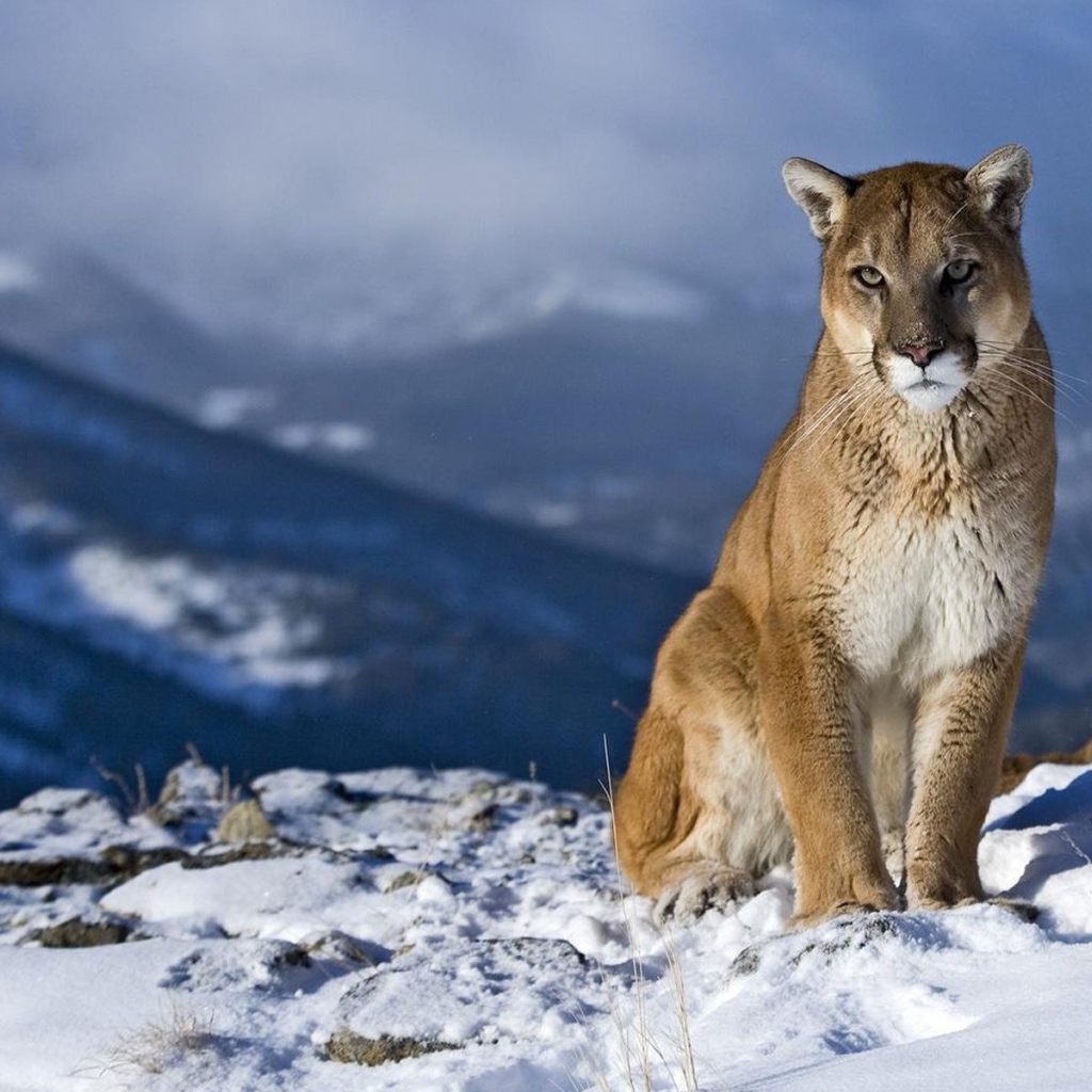 Уставший зверь