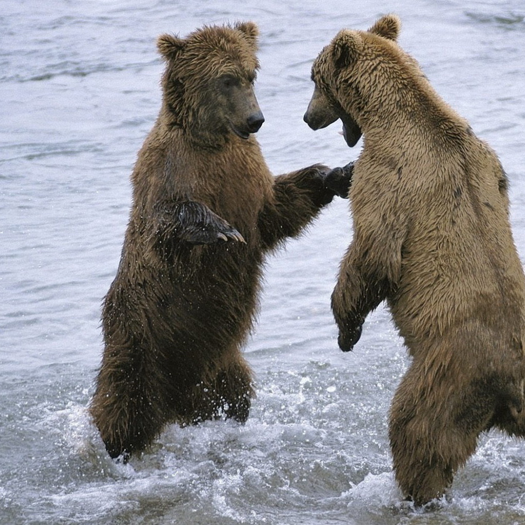 Два медведя