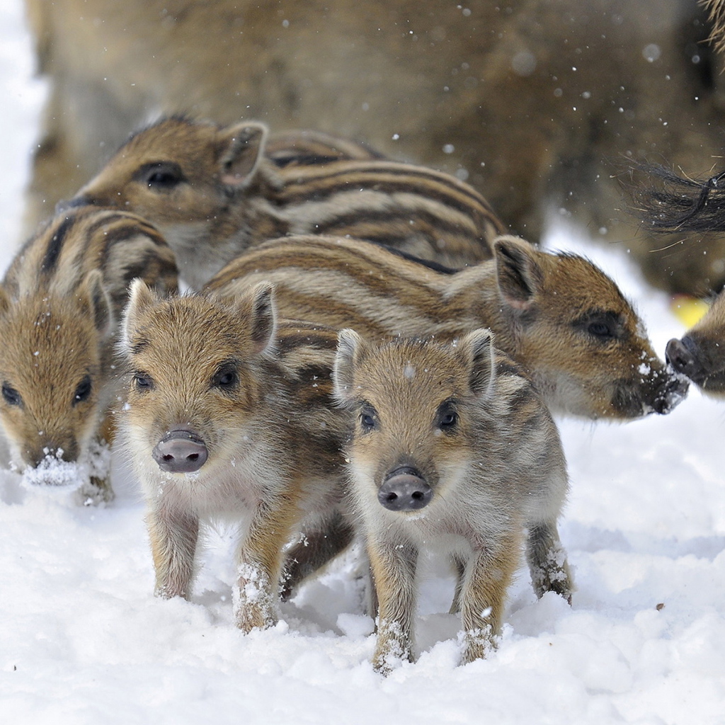 Дикие поросята