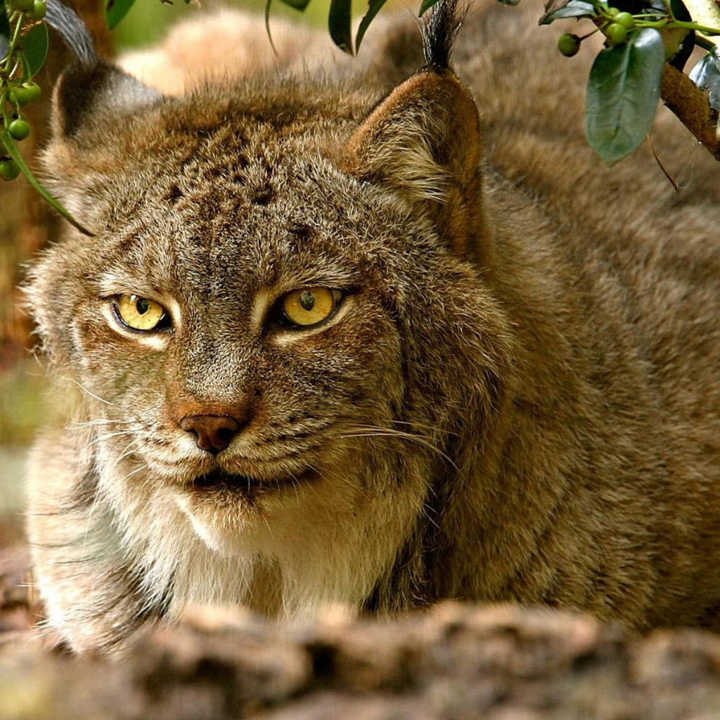 хищная Рысь