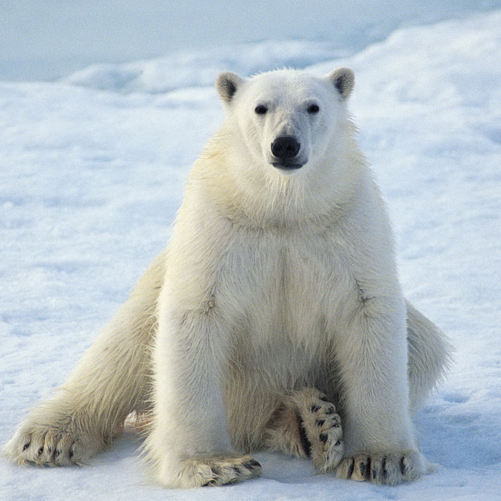 сидящий Белый медведь