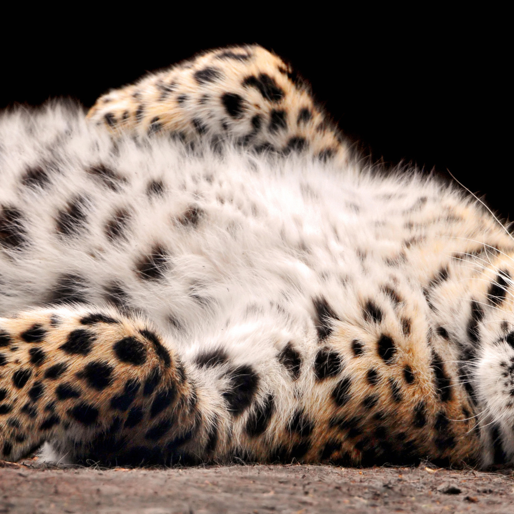 валяющийся Леопард