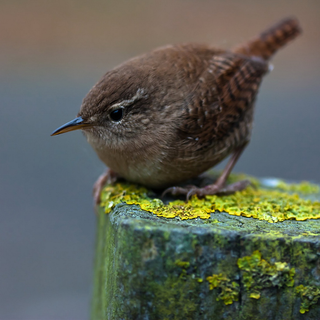 Птичка на пне