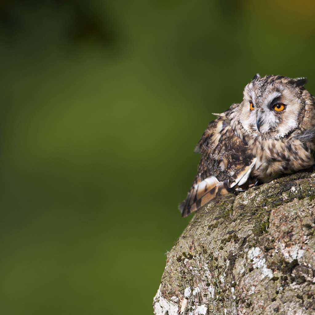 Одинокий филин