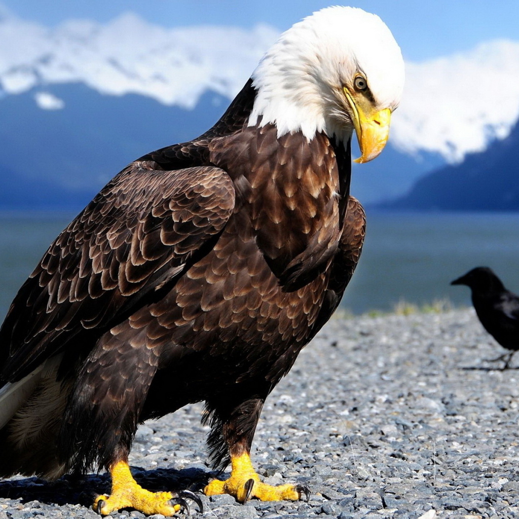 Белоголовый орлан
