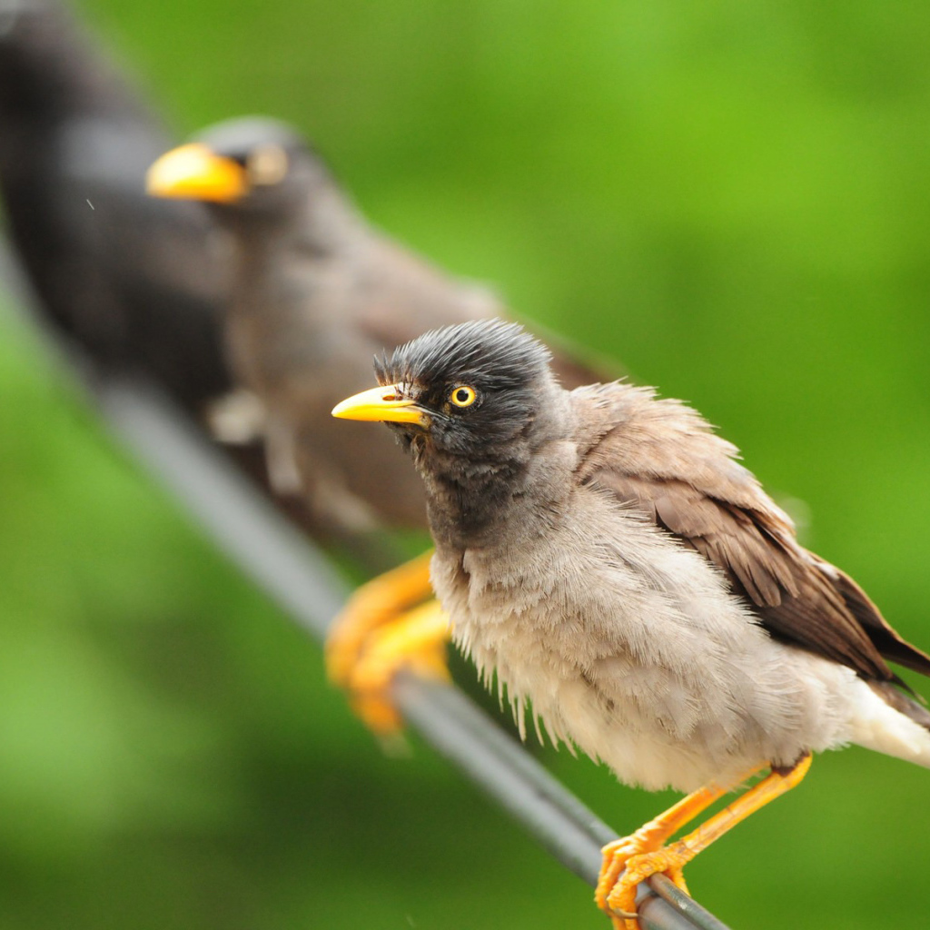 Птицы на проводе