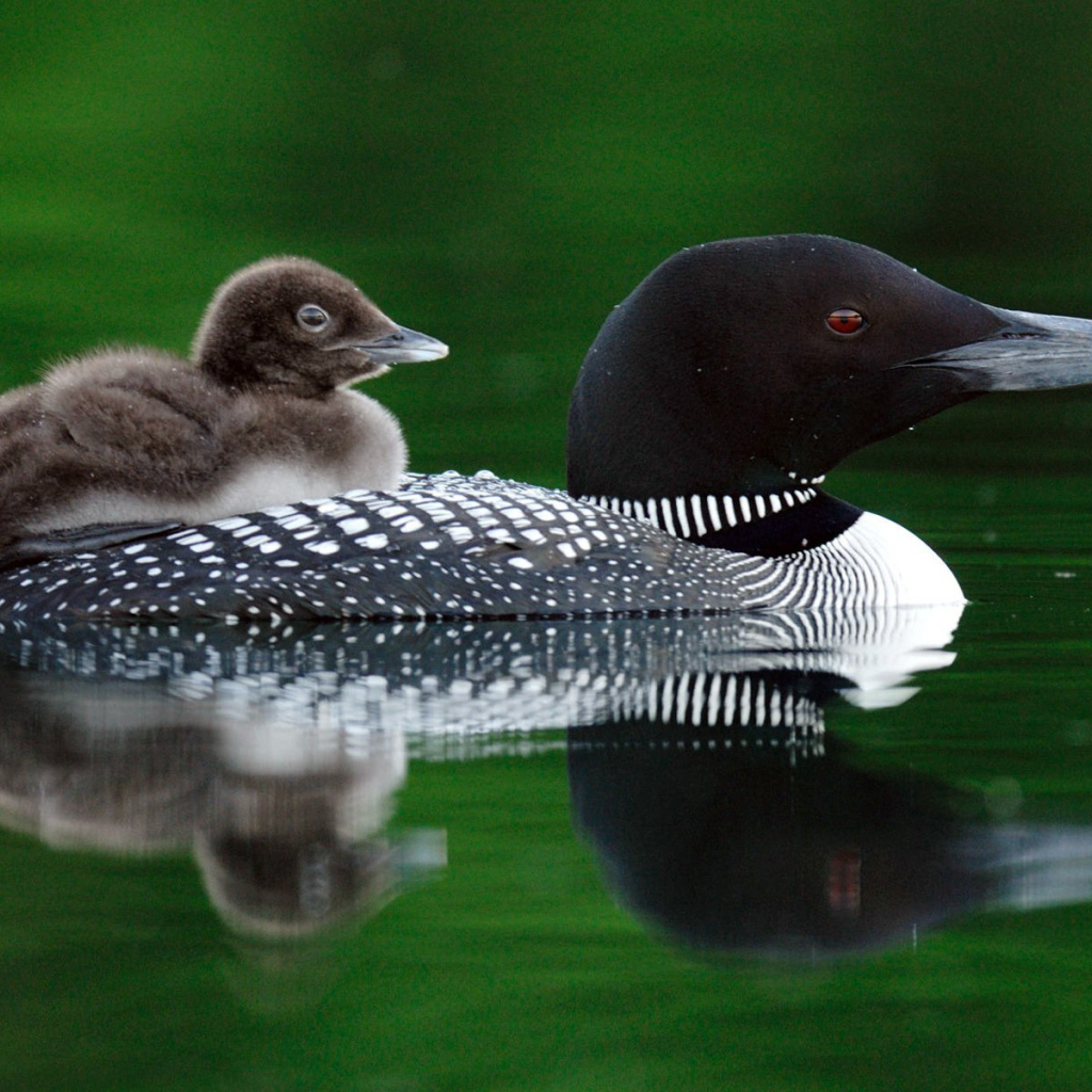 Птичка и птенец
