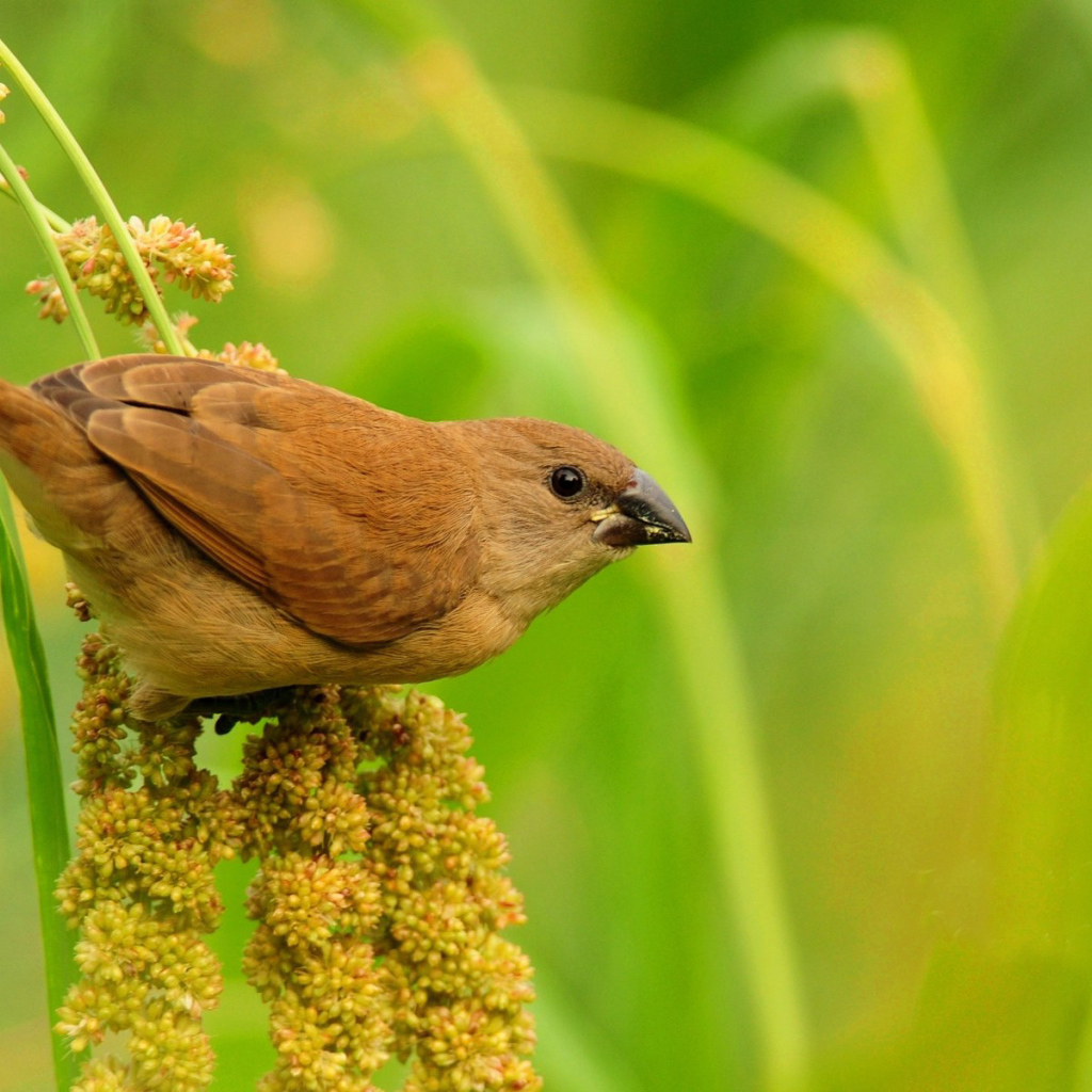 Птица среди травы