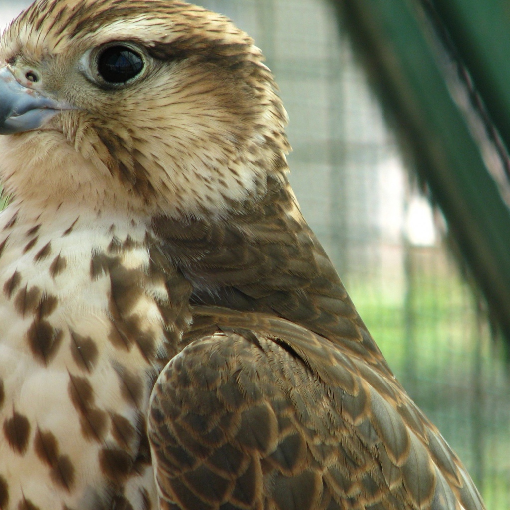 Хищная птица