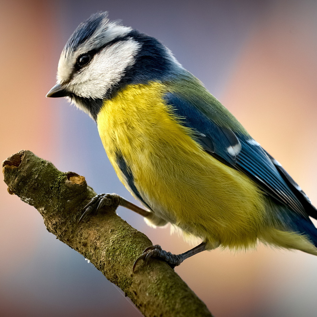 Птичка на ветке