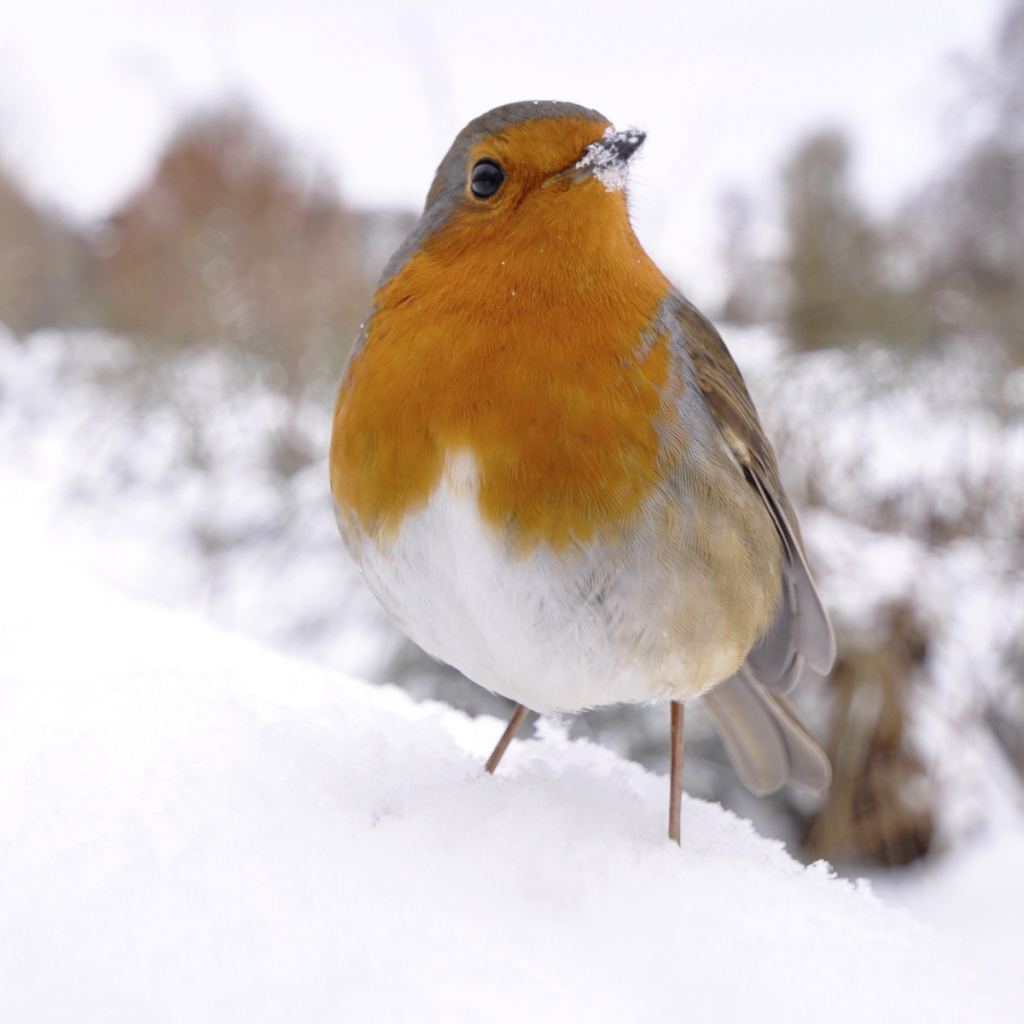 Птичка на снегу
