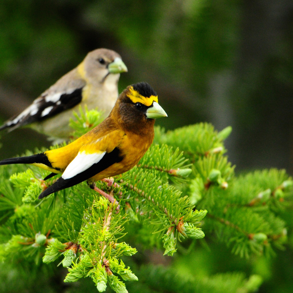 Птички на дереве