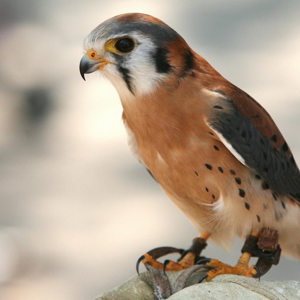 Крылатый хищник