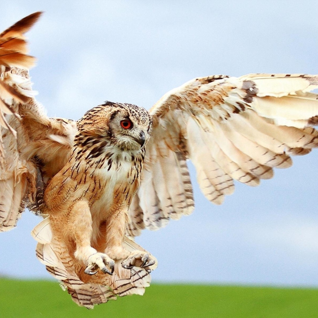 Крылатый хищник