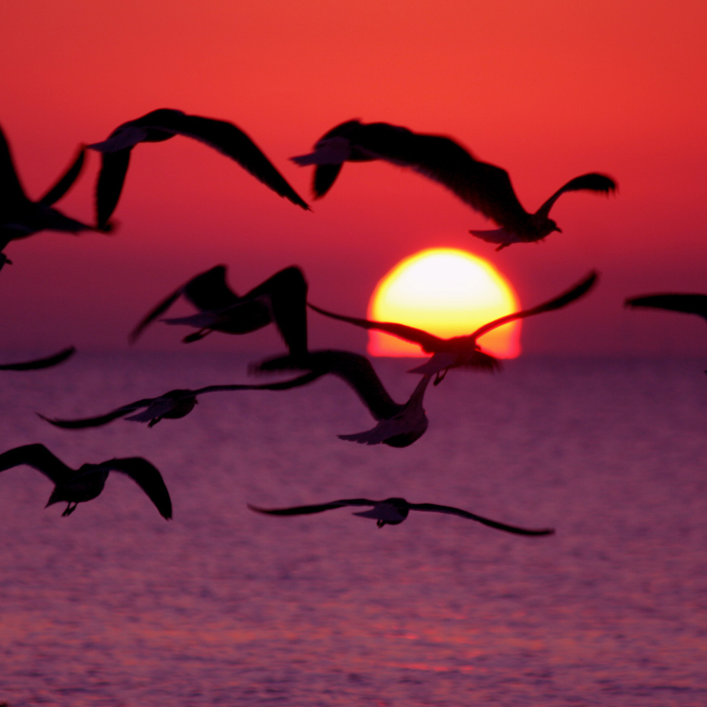 Птицы пророчество