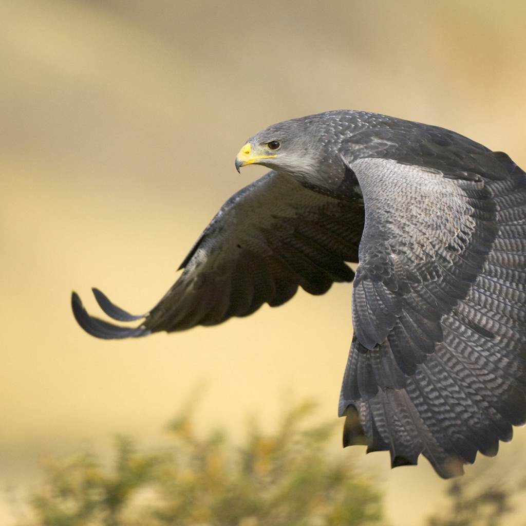 Черный канюк в полете