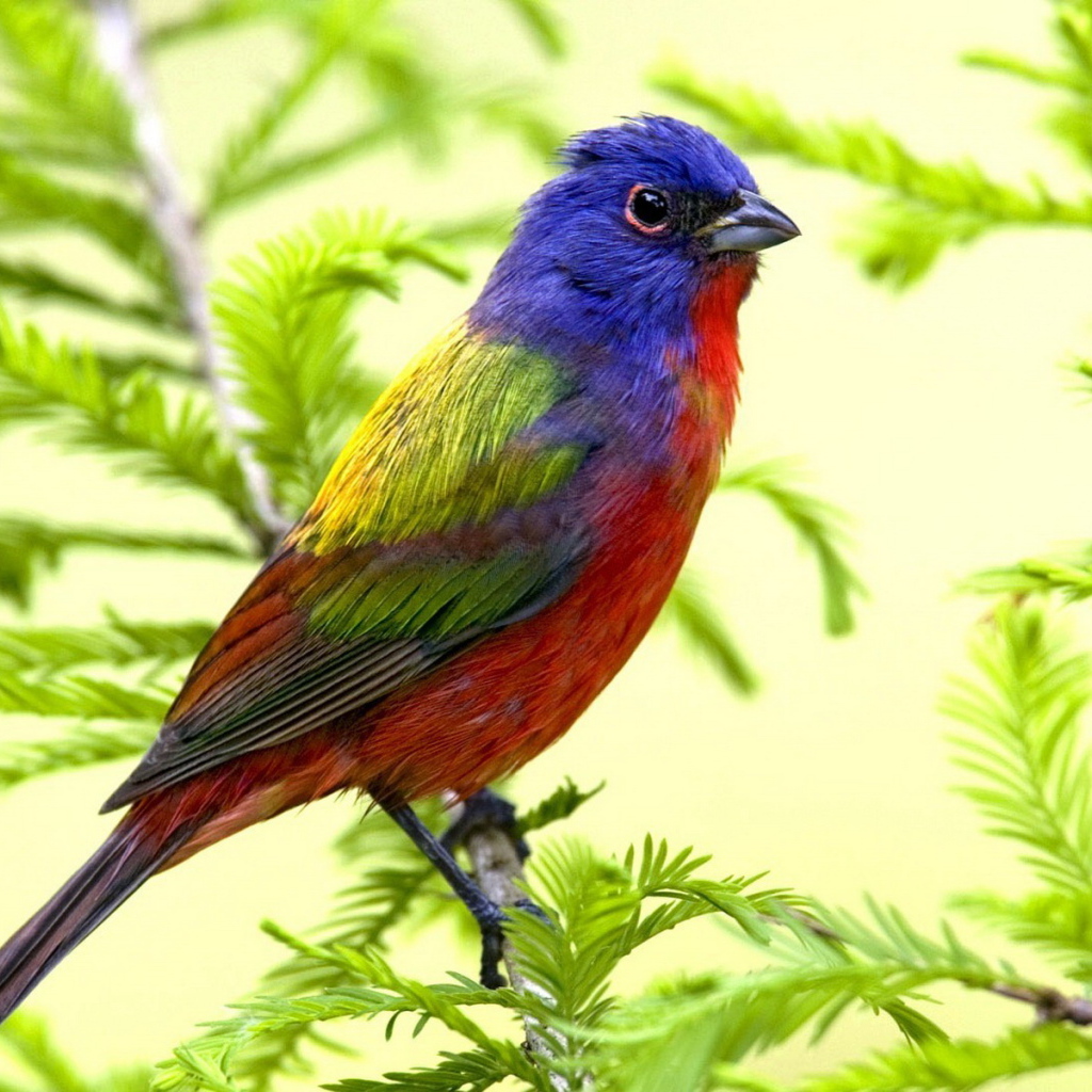 Яркая птица