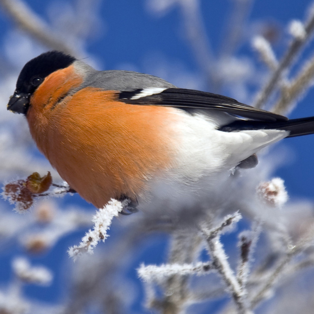 Снегирь на ветке