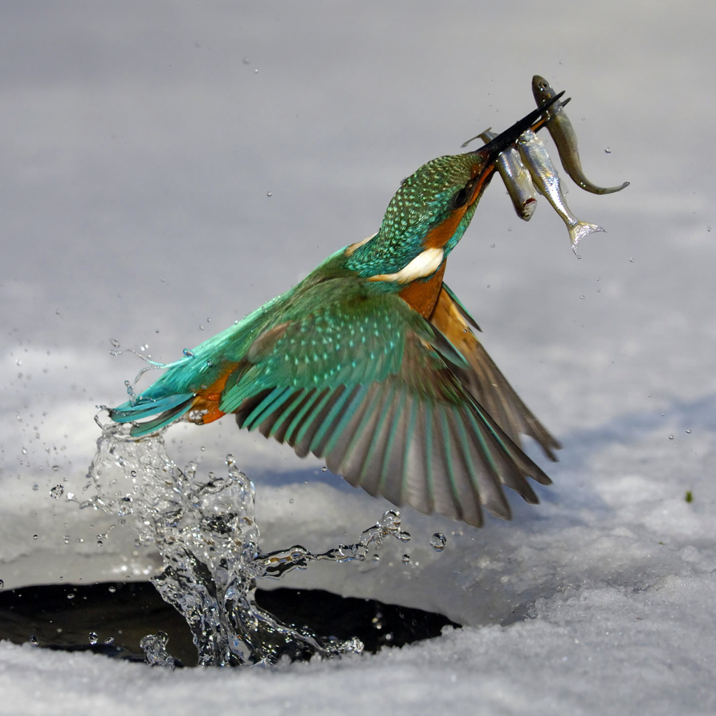 Обыкновенный зимородок