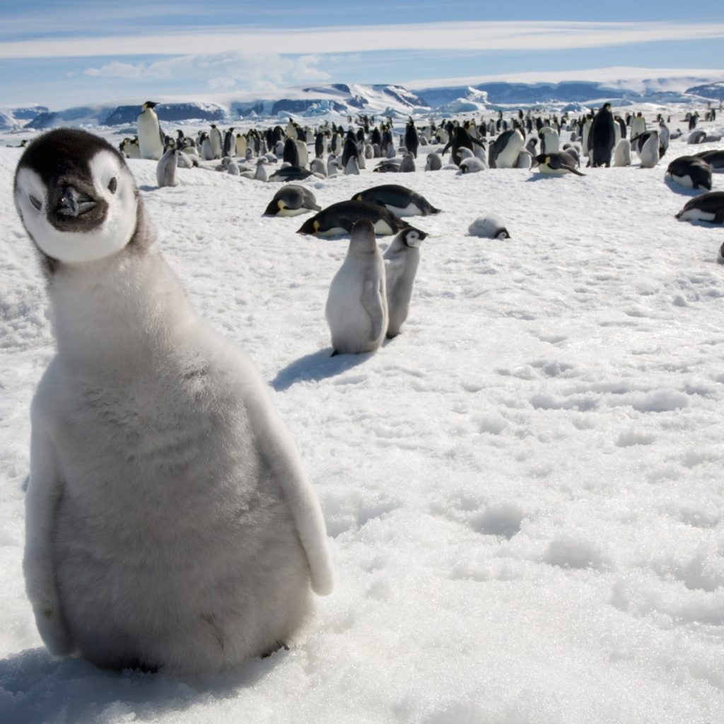 Любопытный пингвин