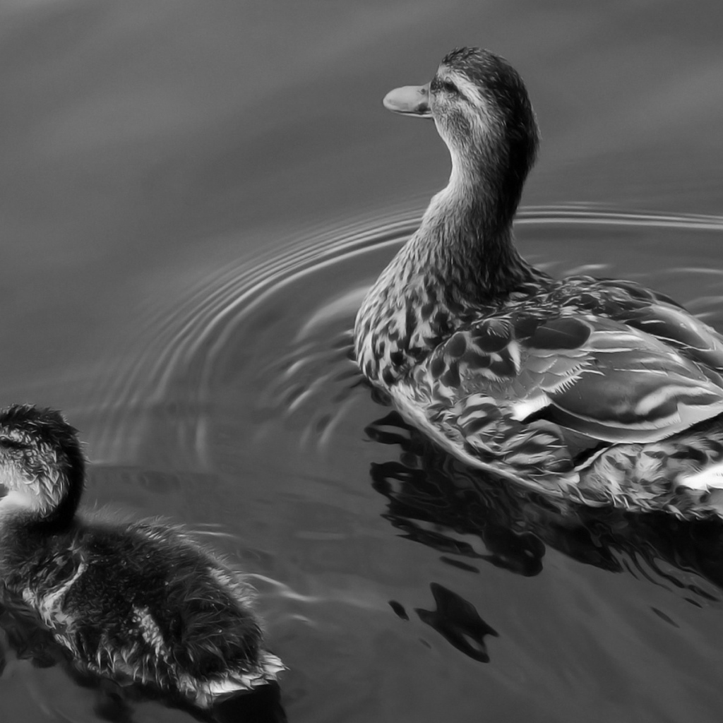 Утка и утенок