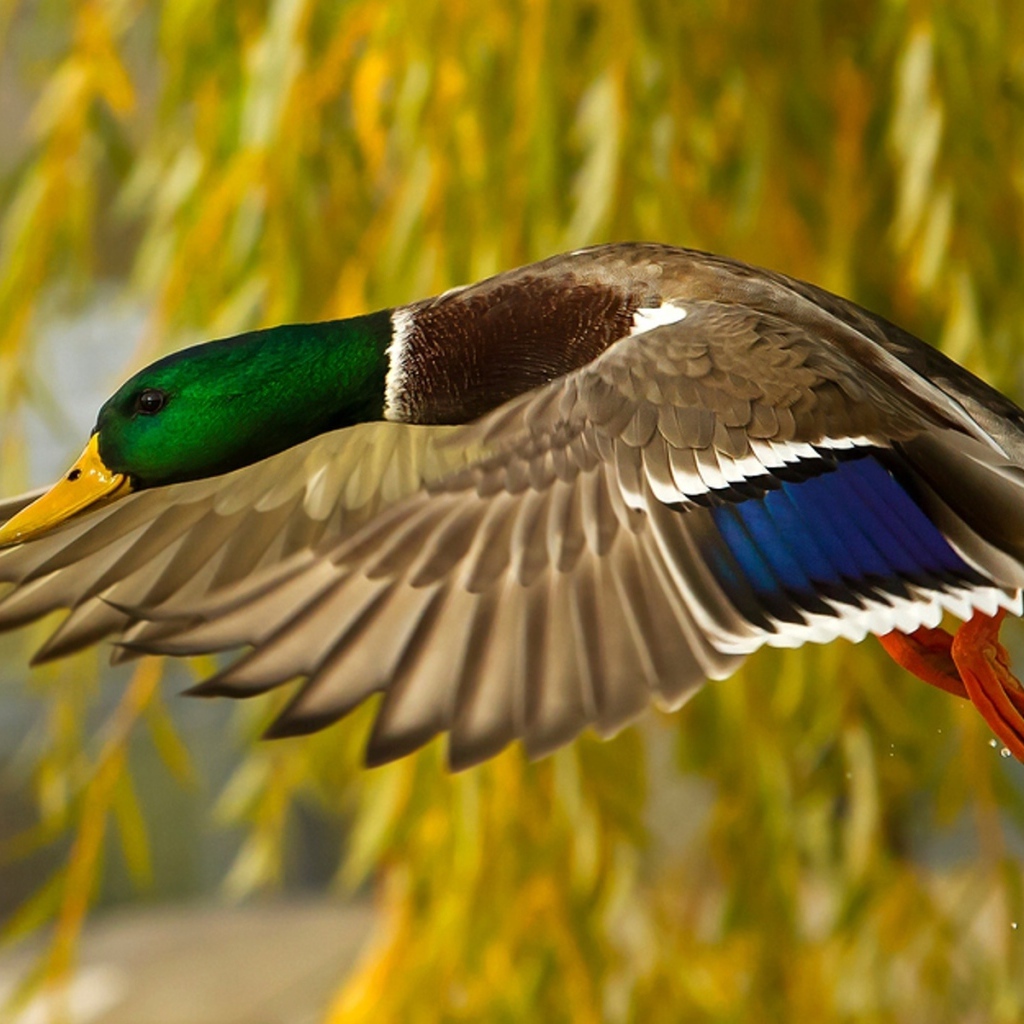 Утка в полете