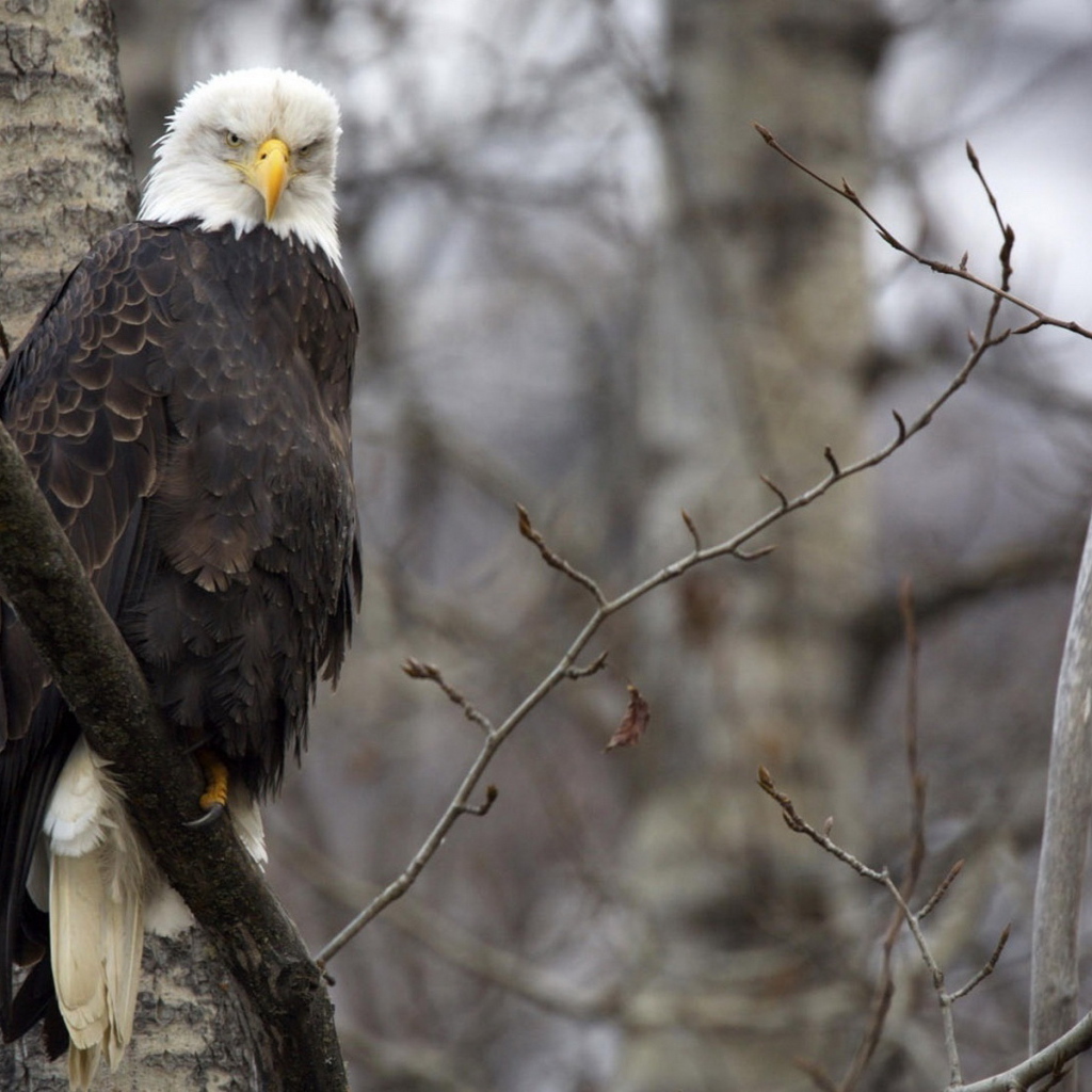 Орел на ветке