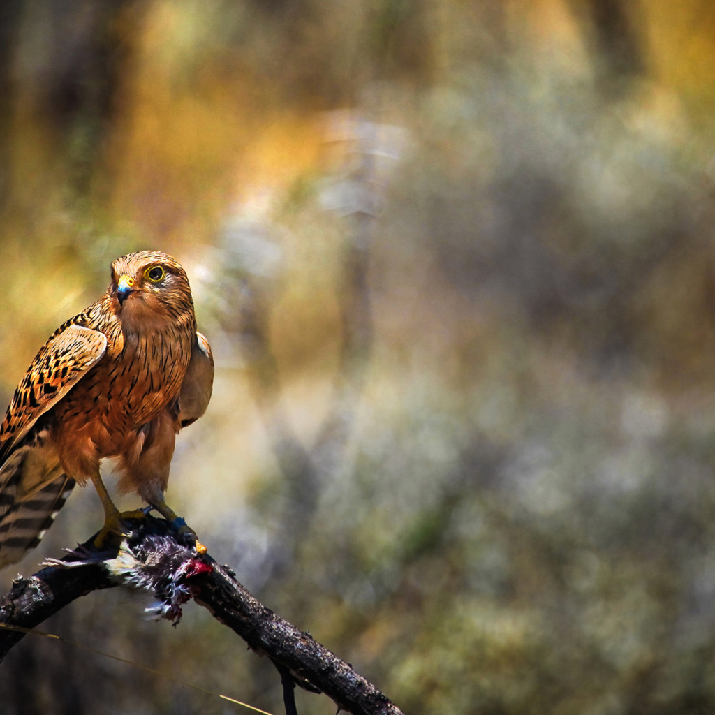 Сокол с добычей