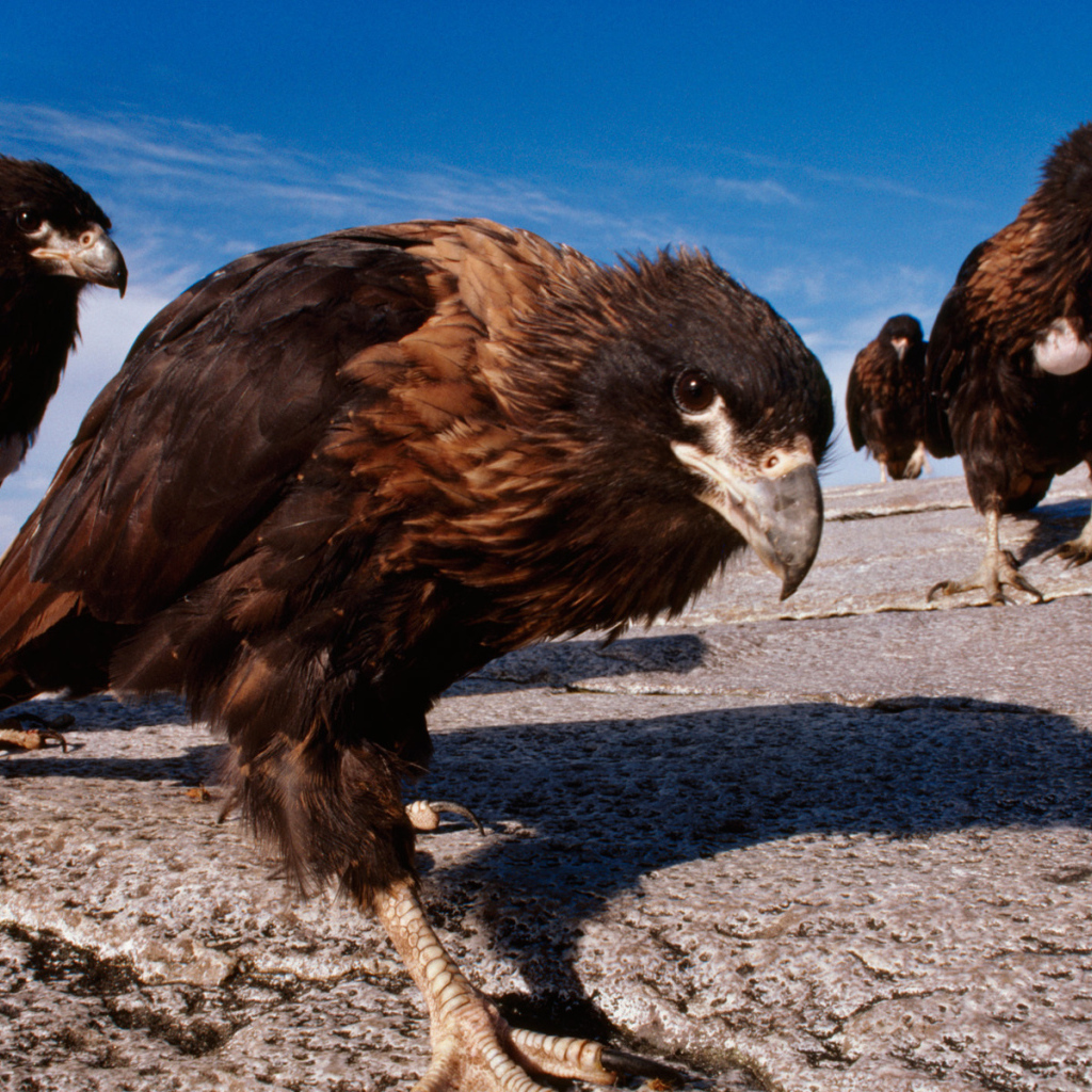 Семейство каракары