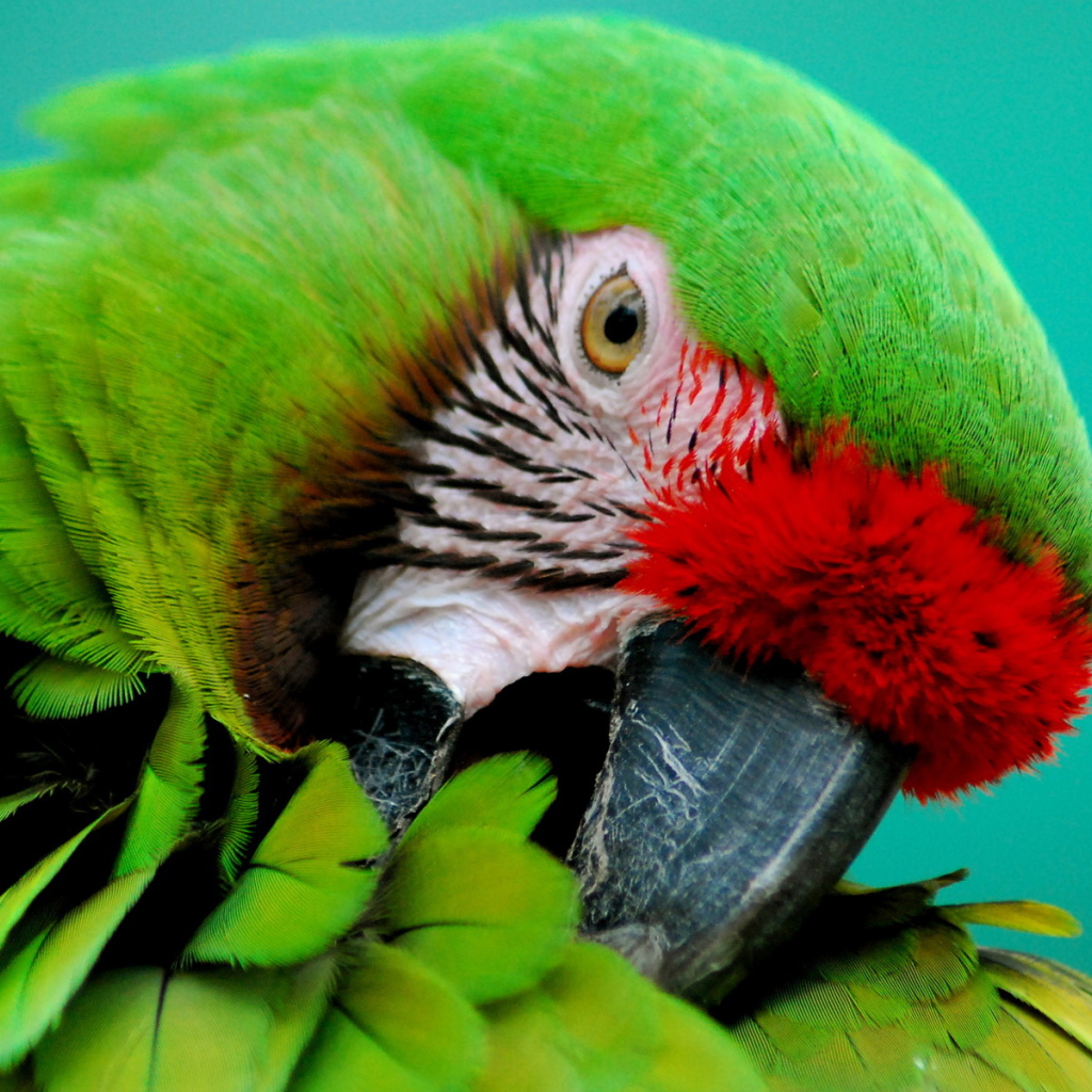 Зеленый попугай