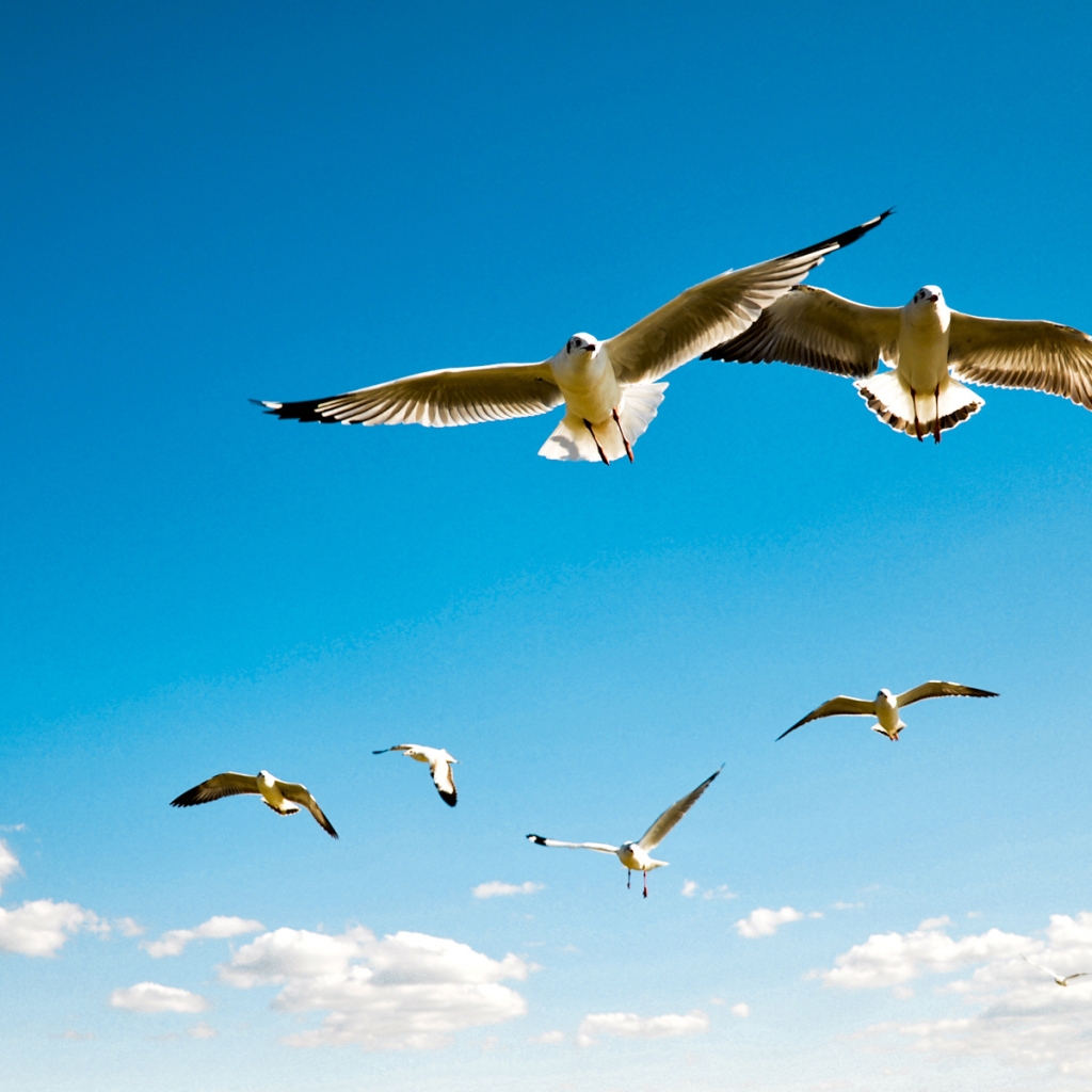 Чайки в небе