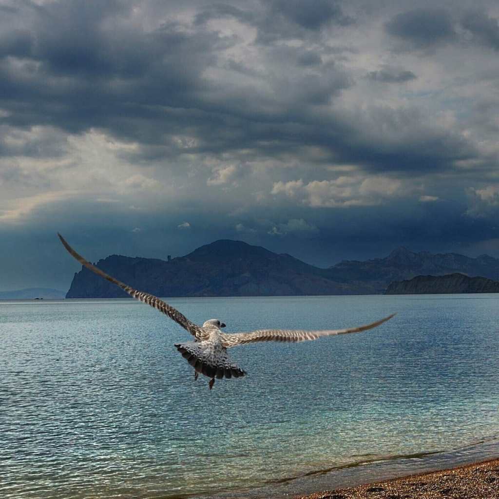 Расправив крылья