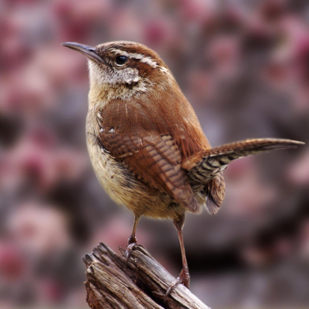 Маленькая птичка