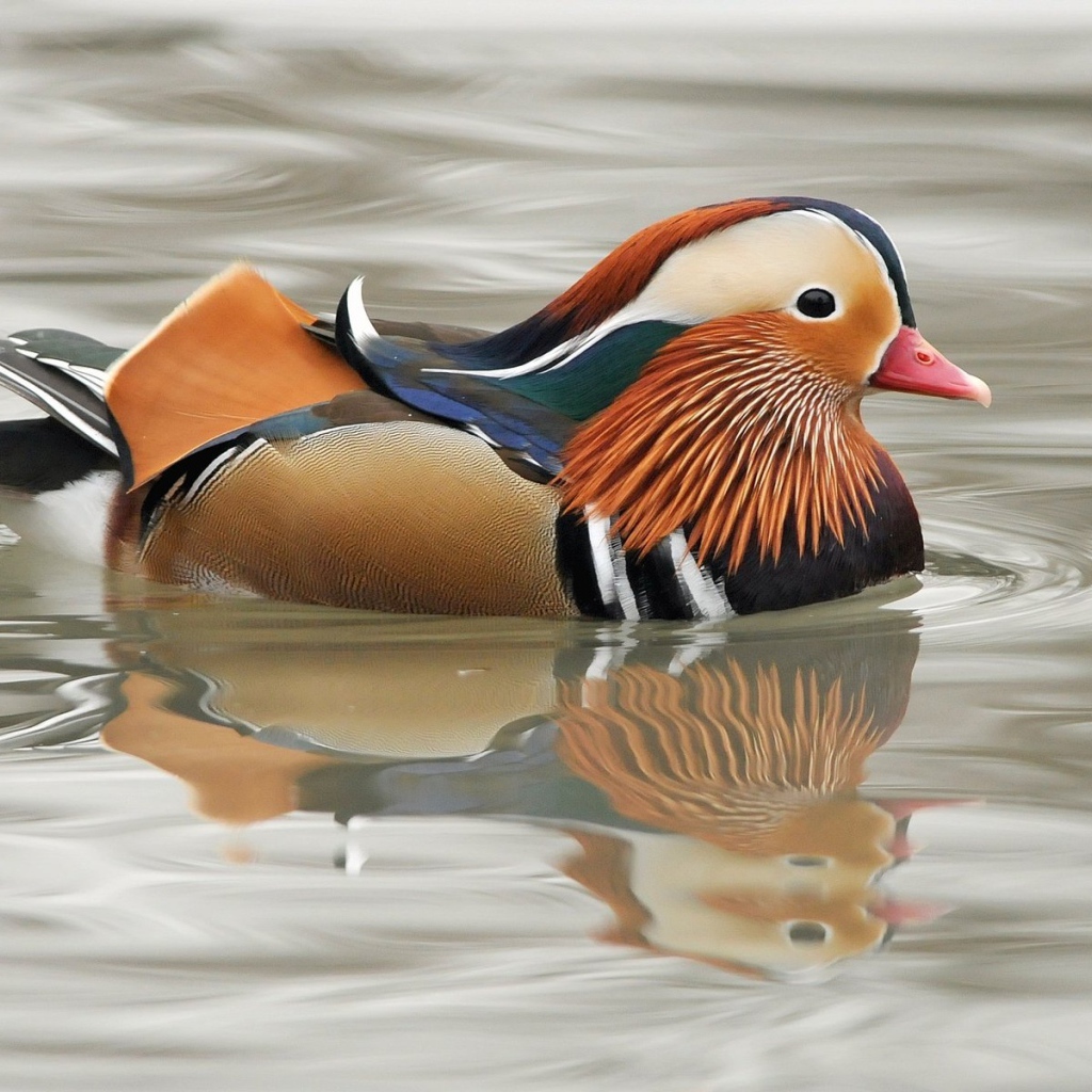 Мандаринка