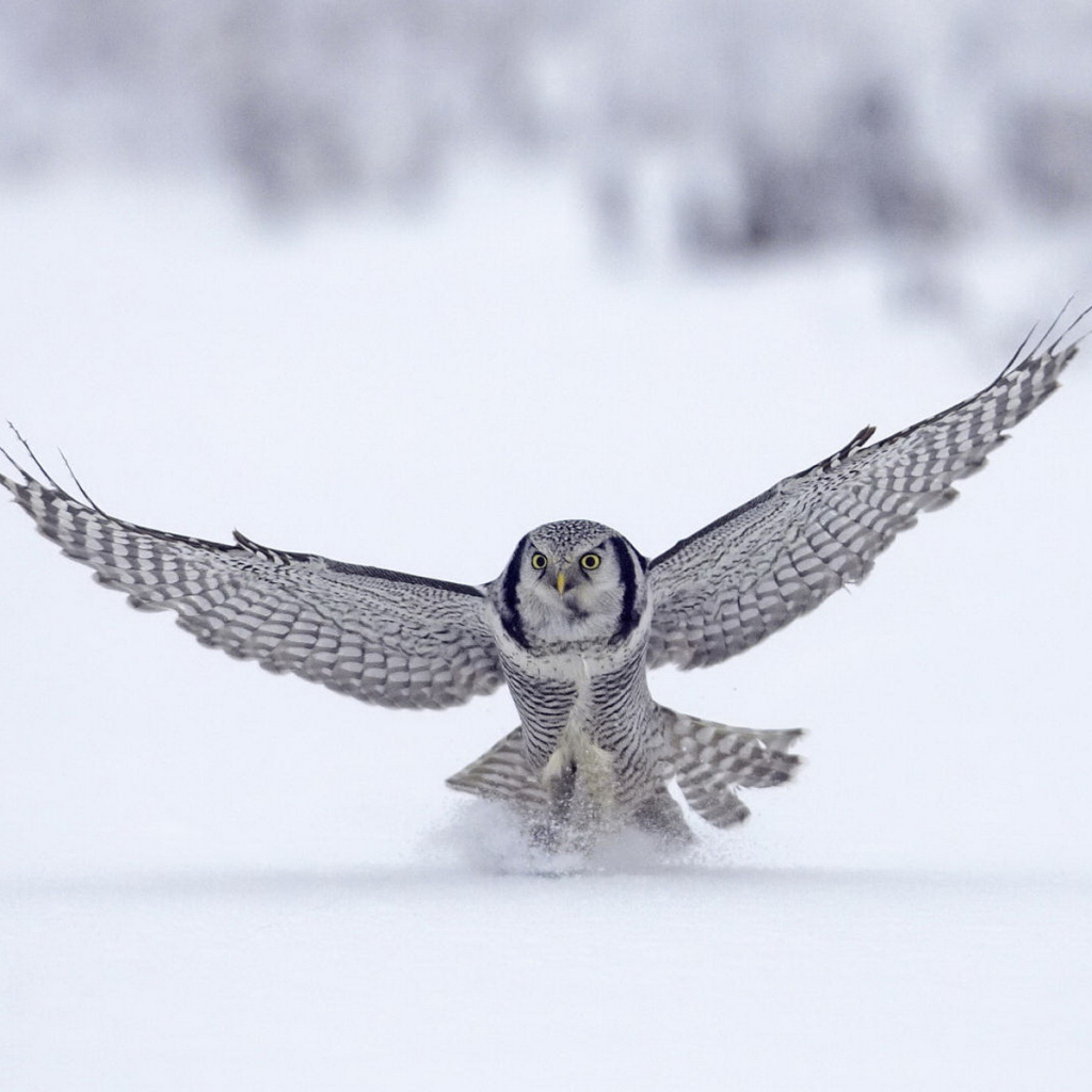 Сова на охоте