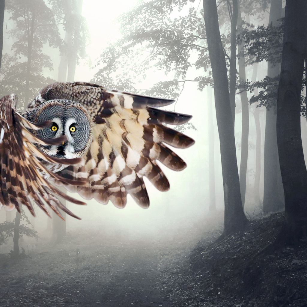 Сова в полете